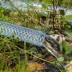 Шланг поливочный прозрачный армированный Palisad 67364 3-х слойный, 3/4&quot;, 25 м купить в Нефтеюганске