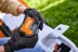 Газонокосилка (аккум) STIHL RMA 239.1 до 500м2 AK-System купить в Нефтеюганске